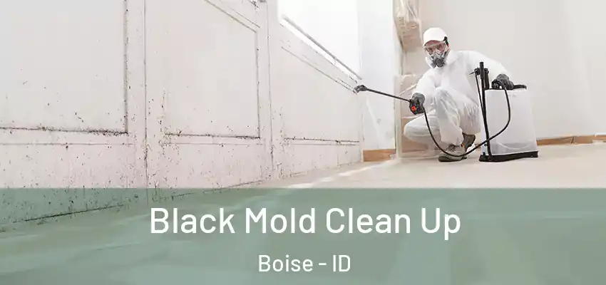  Black Mold Clean Up Boise - ID