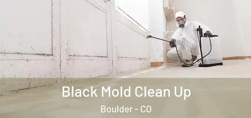  Black Mold Clean Up Boulder - CO