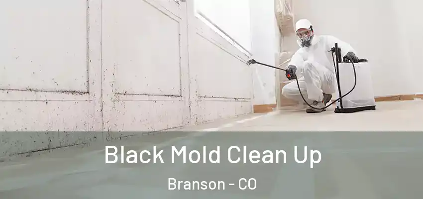  Black Mold Clean Up Branson - CO
