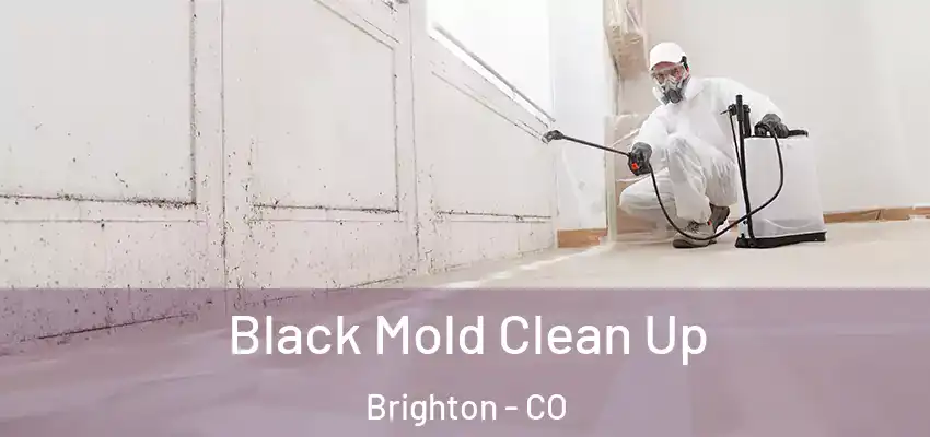  Black Mold Clean Up Brighton - CO