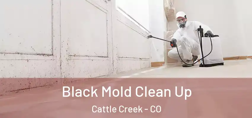  Black Mold Clean Up Cattle Creek - CO