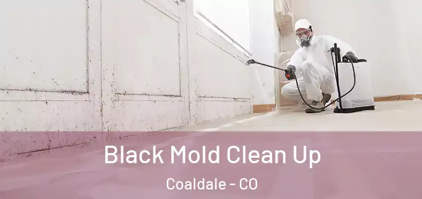  Black Mold Clean Up Coaldale - CO