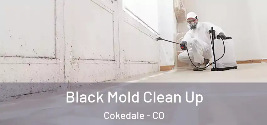  Black Mold Clean Up Cokedale - CO