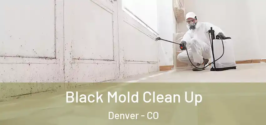  Black Mold Clean Up Denver - CO