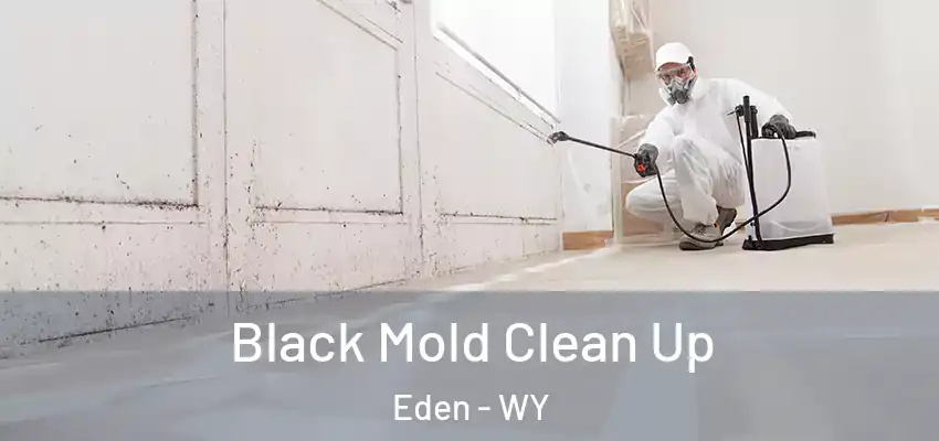  Black Mold Clean Up Eden - WY