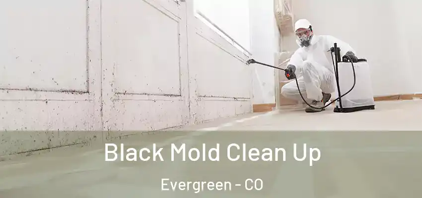Black Mold Clean Up Evergreen - CO