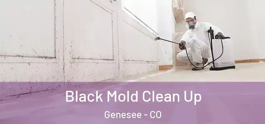  Black Mold Clean Up Genesee - CO