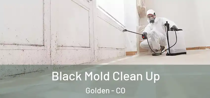  Black Mold Clean Up Golden - CO