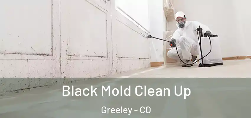  Black Mold Clean Up Greeley - CO