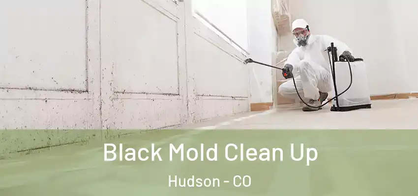 Black Mold Clean Up Hudson - CO