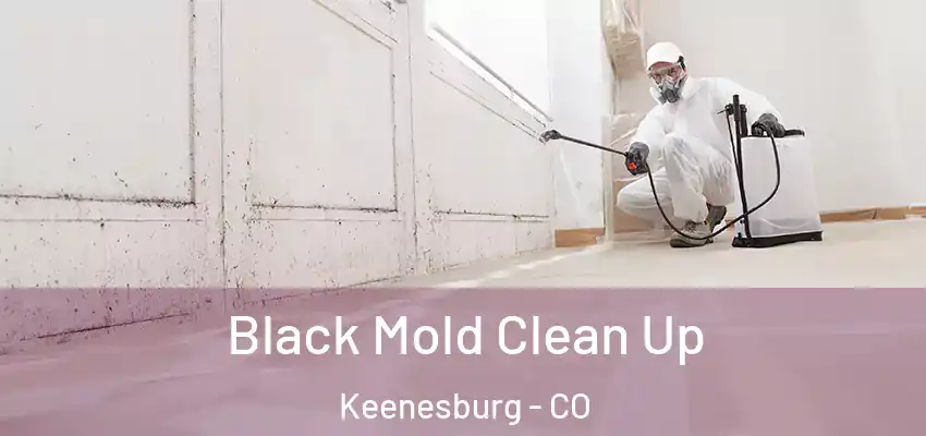  Black Mold Clean Up Keenesburg - CO