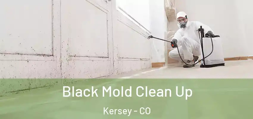  Black Mold Clean Up Kersey - CO