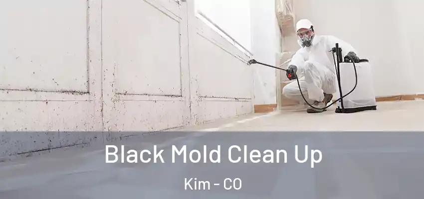 Black Mold Clean Up Kim - CO