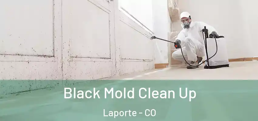  Black Mold Clean Up Laporte - CO