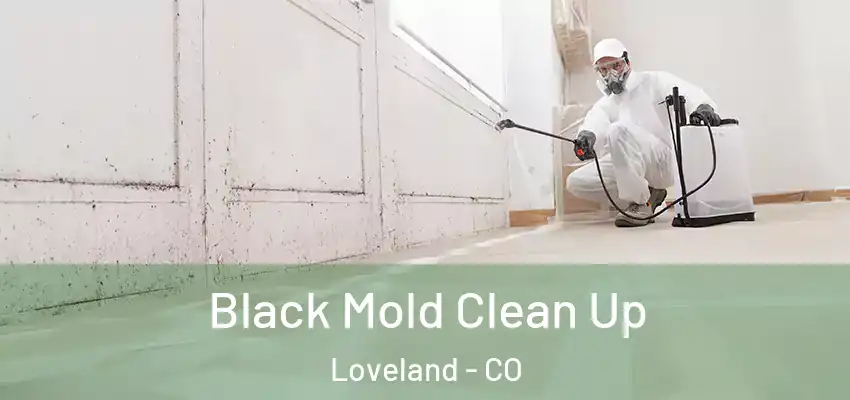  Black Mold Clean Up Loveland - CO