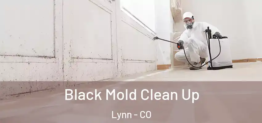 Black Mold Clean Up Lynn - CO