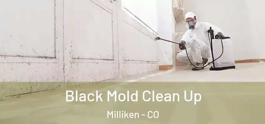 Black Mold Clean Up Milliken - CO