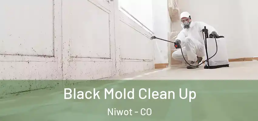 Black Mold Clean Up Niwot - CO