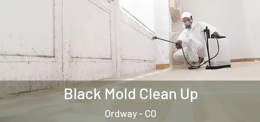  Black Mold Clean Up Ordway - CO