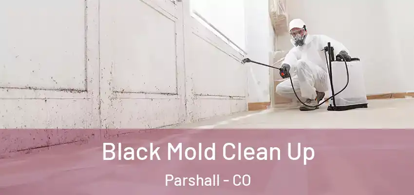  Black Mold Clean Up Parshall - CO