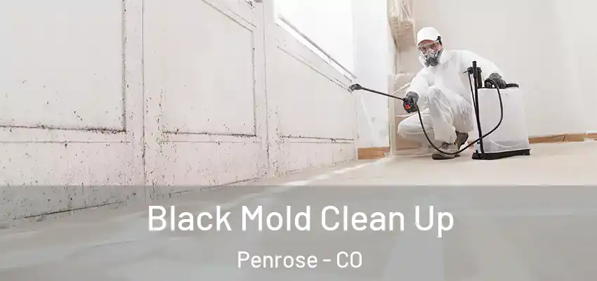 Black Mold Clean Up Penrose - CO