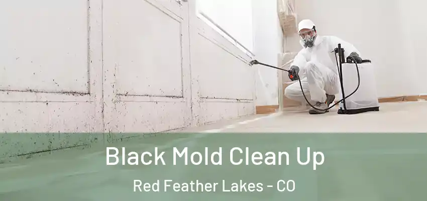 Black Mold Clean Up Red Feather Lakes - CO