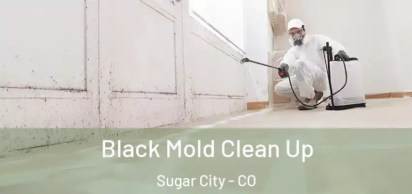  Black Mold Clean Up Sugar City - CO