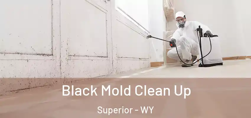 Black Mold Clean Up Superior - WY