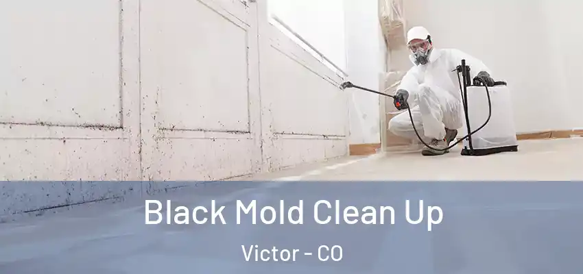 Black Mold Clean Up Victor - CO