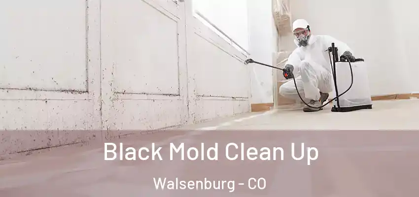  Black Mold Clean Up Walsenburg - CO