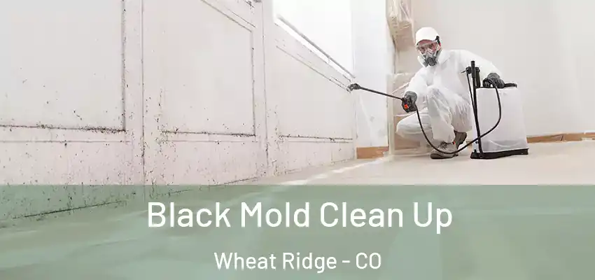  Black Mold Clean Up Wheat Ridge - CO