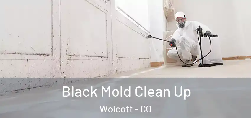 Black Mold Clean Up Wolcott - CO