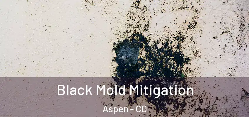  Black Mold Mitigation Aspen - CO