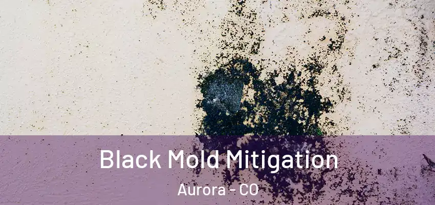  Black Mold Mitigation Aurora - CO