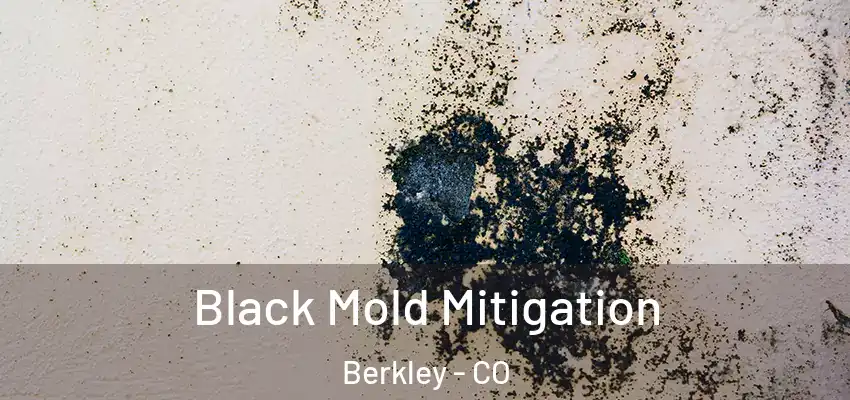  Black Mold Mitigation Berkley - CO