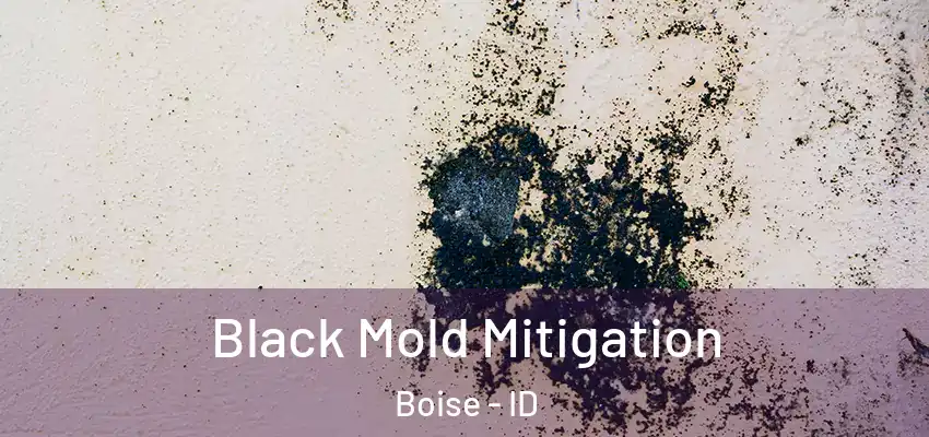  Black Mold Mitigation Boise - ID