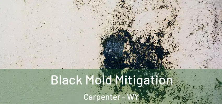  Black Mold Mitigation Carpenter - WY
