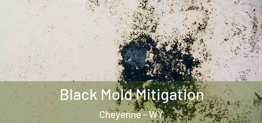  Black Mold Mitigation Cheyenne - WY