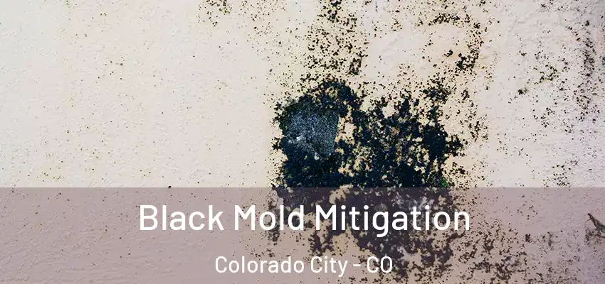  Black Mold Mitigation Colorado City - CO