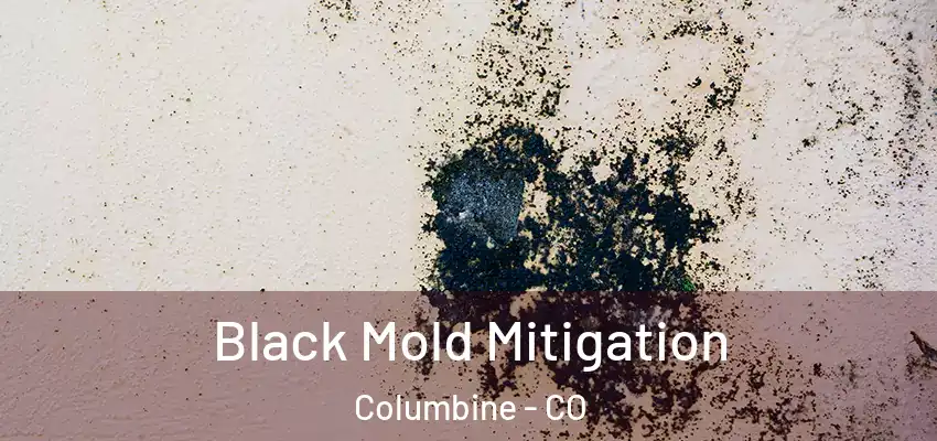  Black Mold Mitigation Columbine - CO