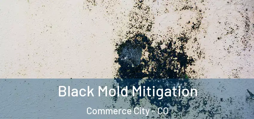  Black Mold Mitigation Commerce City - CO