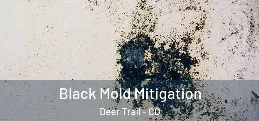Black Mold Mitigation Deer Trail - CO