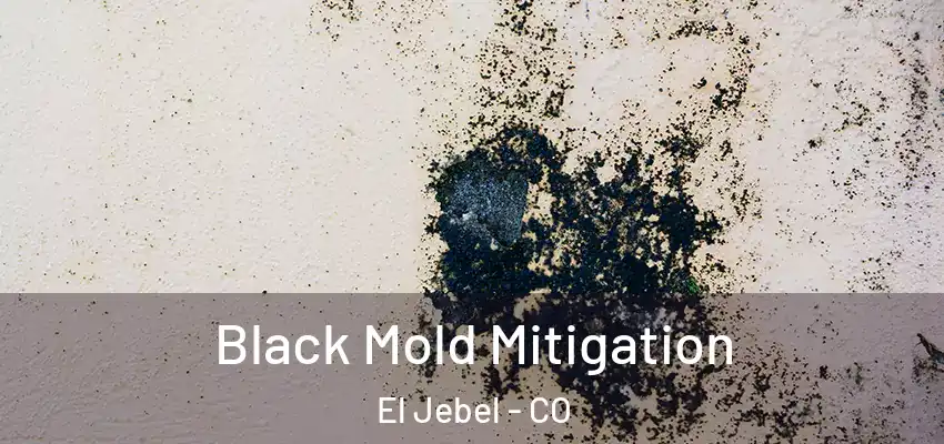  Black Mold Mitigation El Jebel - CO
