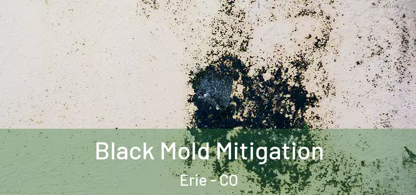  Black Mold Mitigation Erie - CO