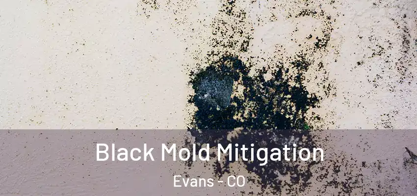 Black Mold Mitigation Evans - CO