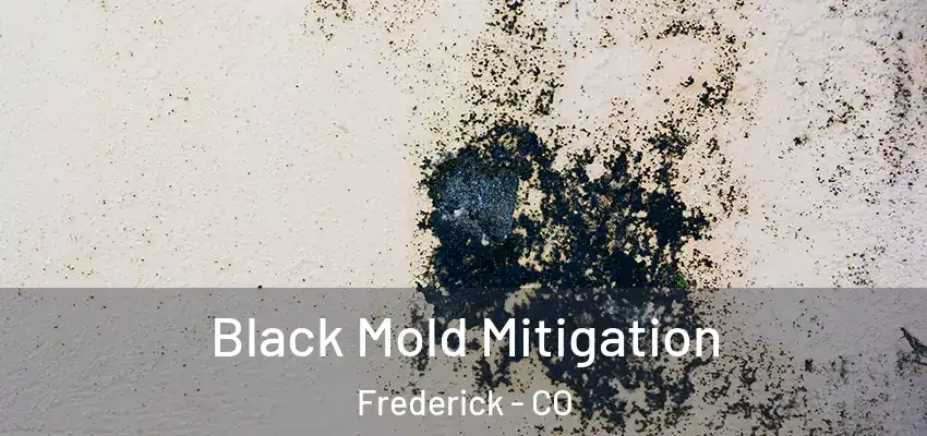 Black Mold Mitigation Frederick - CO