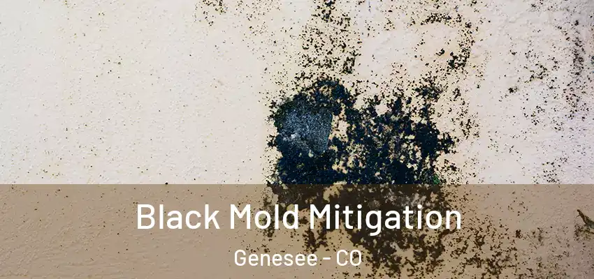 Black Mold Mitigation Genesee - CO