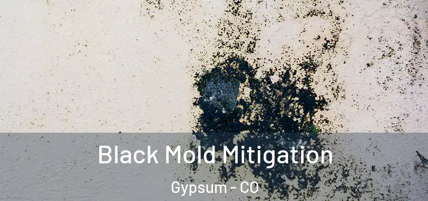  Black Mold Mitigation Gypsum - CO