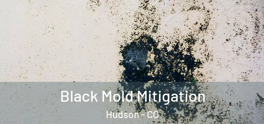 Black Mold Mitigation Hudson - CO