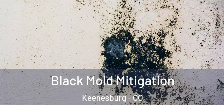 Black Mold Mitigation Keenesburg - CO